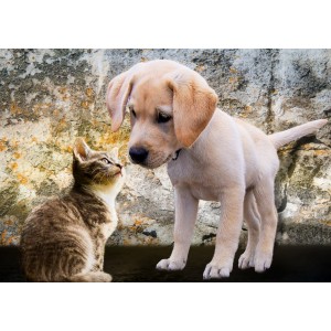 Puzzle - Chien et Chat - 500 pièces
