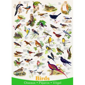 Les oiseaux - Puzzle 1000 pièces