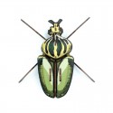 Insecte - Calingratus - Bois