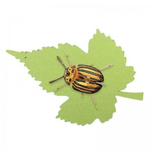 Insecte - Pucetulus - Carton