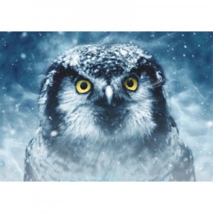 Hibou - Puzzle 1000 pièces